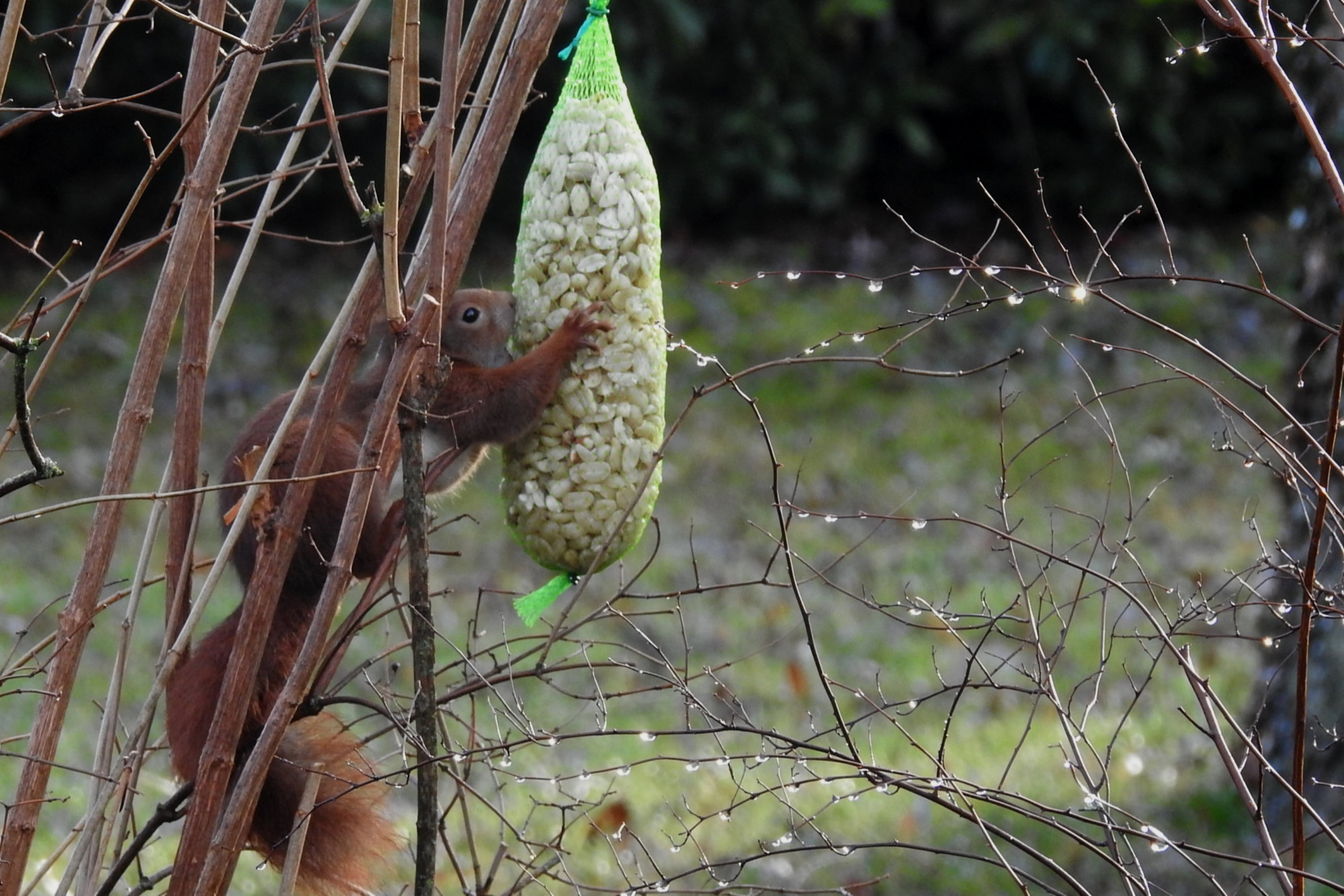 Das Eichhörnchen und die Erdnüsse ritschratschklick.de